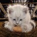 kočička místo ptáka v hnízdu s vejcem